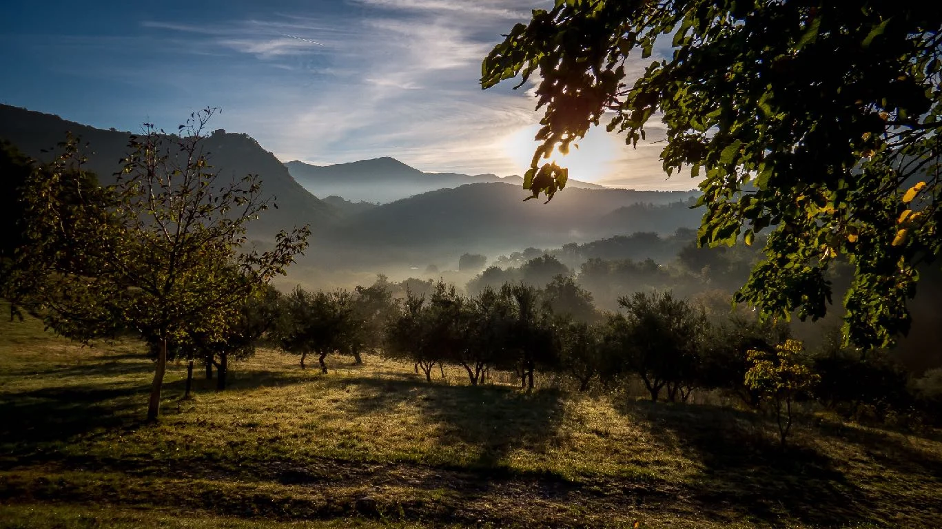 La luce del mattino sugli uliveti delle Pianore, in Toscana